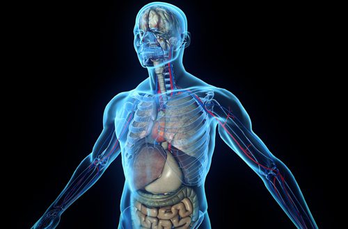 alcohol effects on the body - human anatomy - twin lakes recovery center