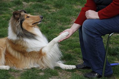 pet therapy - pet therapy and recovery - dog shaking hands - twin lakes recovery center