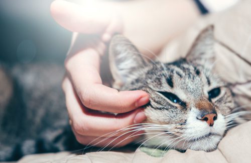 Benefits-of-Pet-Therapy - close up of hand stroking cat
