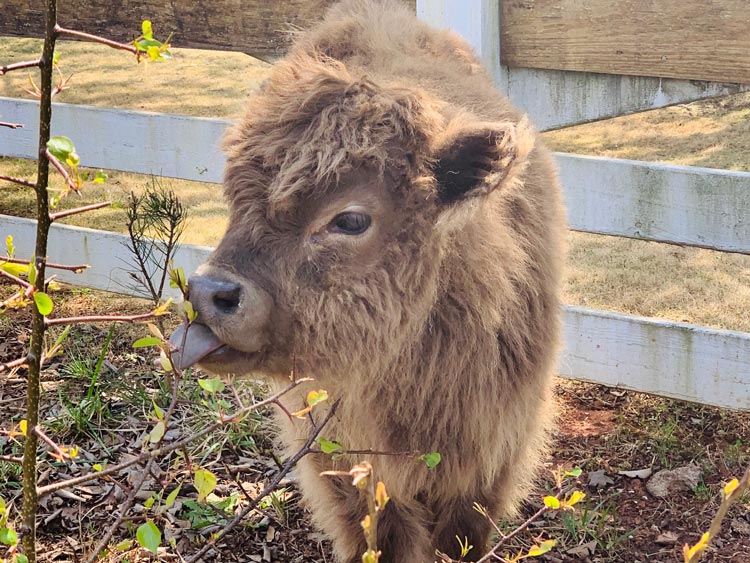 very small brown long haired cow