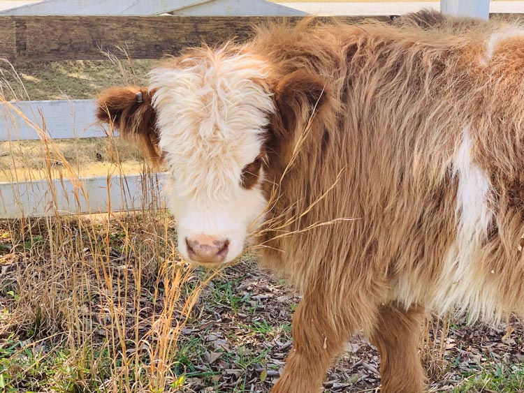 small tan and white long haired cow