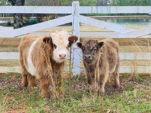 Image showcasing Image result for cow ie coral to neutral hybrid livestock