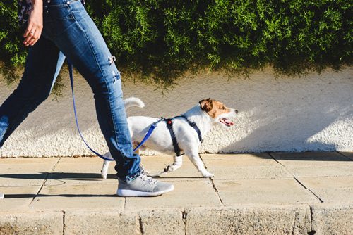 person walking Jack Russel terrier on leash