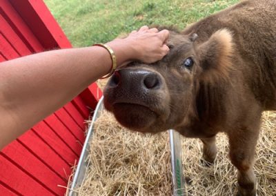 person petting therapy cow at Twin Lakes Recovery Center - animals help calm anxiety
