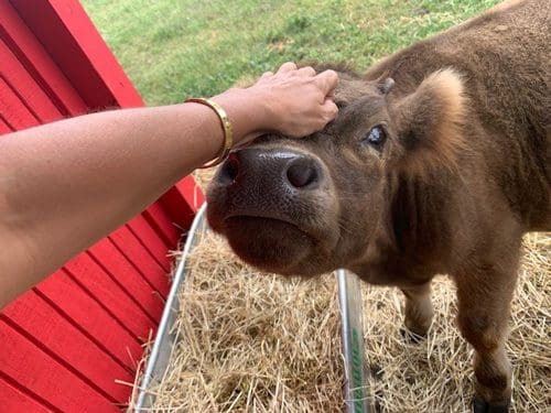 person petting therapy cow at Twin Lakes Recovery Center - animals help calm anxiety